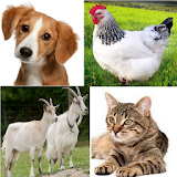 Animal Sounds for childs (6-12) icon
