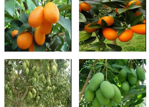 Android application plant Hybrids screenshort