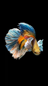 Captura 9 Fondos de Betta Splendens android