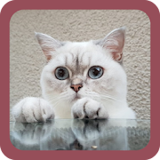 Top 30 Personalization Apps Like BEST CAT WALLPAPERS ? - Best Alternatives