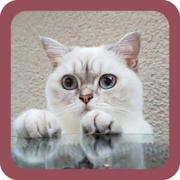 Icon image CUTE CAT WALLPAPERS