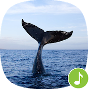 Appp.io - Whale Sounds