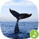 Appp.io - Whale Sounds Auf Windows herunterladen