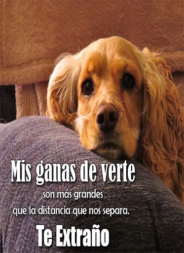 Android application Imagenes de Perros con Fondos screenshort