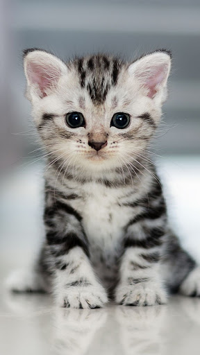 Android application American Shorthair Wallpapers screenshort