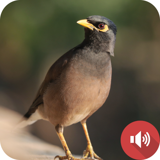 Mynas Bird Sounds logo