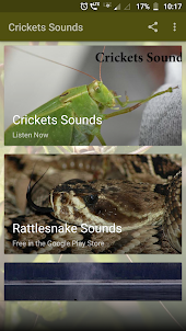Crickets Sounds