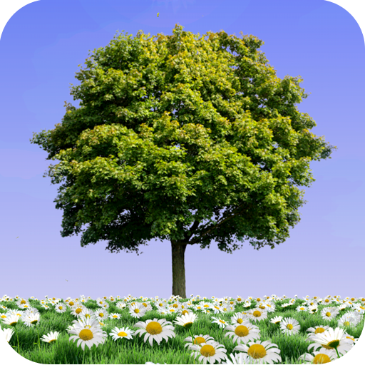 Summer Trees Live Wallpaper Latest Icon