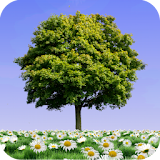 Summer Trees Live Wallpaper icon