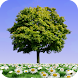 Summer Trees Live Wallpaper - Androidアプリ