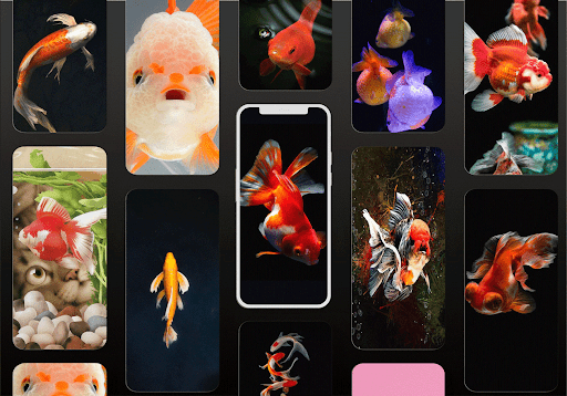 Goldfish Wallpaper Screen 2