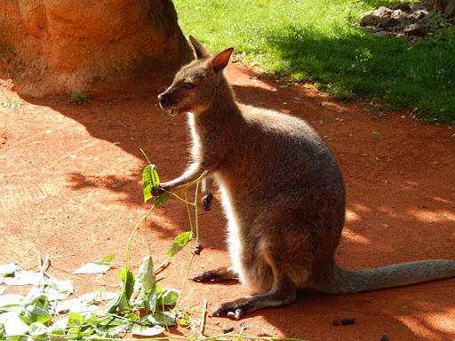 Kangaroo Wallpapers Screen 2