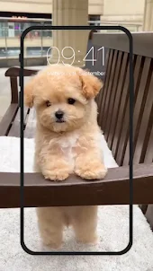 Cute Puppy Live Wallpapers HD