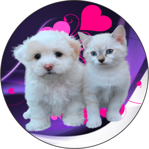Imagenes De Perros Y Gatos Google Play のアプリ