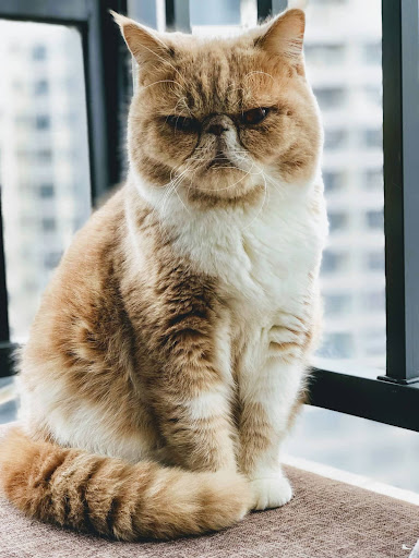 Cute Cat Wallpapers 2023 Screen 3
