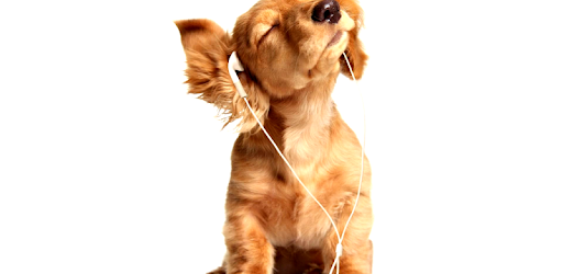 Dog Wallpaper HD