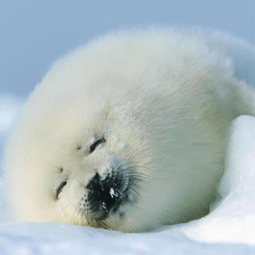 Animals Jigsaw Puzzles