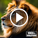 Lion Video Wallpaper RDT - Androidアプリ