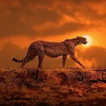 Cover Image of Tải xuống Cheetah Wallpapers  APK
