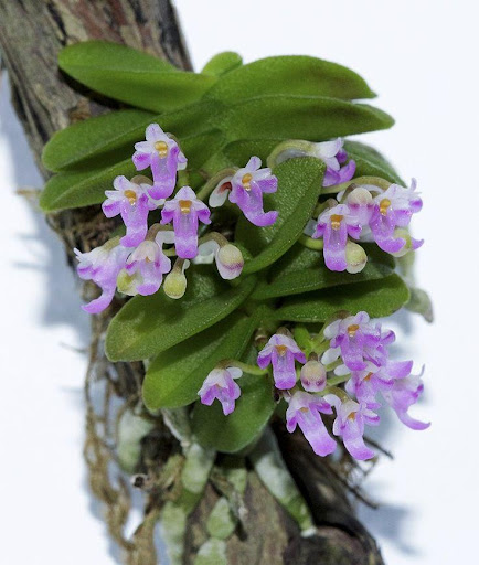 Screenshot of Orchid Garden