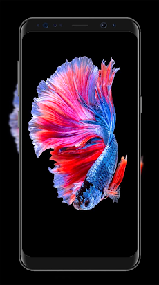 ベタの魚の壁紙 Androidアプリ Applion