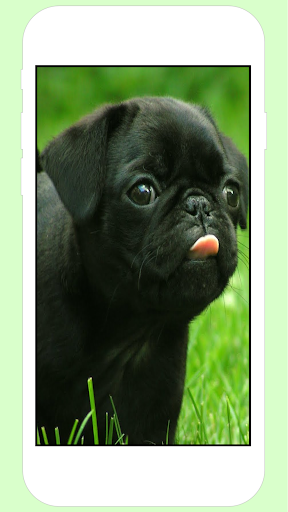 Puppy Wallpapers Screen 2