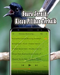 Masteran Murai Batu Medan MP3