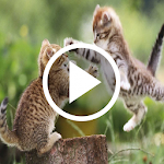 Cover Image of Herunterladen Cat Video Live Wallpaper  APK