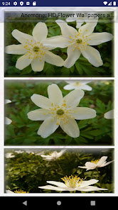 Anemone HD Flower Wallpapers a 2.47 APK + Mod (Unlimited money) إلى عن على ذكري المظهر