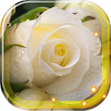 Roses White LWP icon