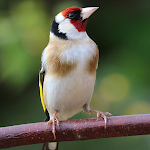 Cover Image of Download Goldfinch Sounds and Singing  APK