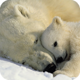 Polar Bear Live Wallpaper icon