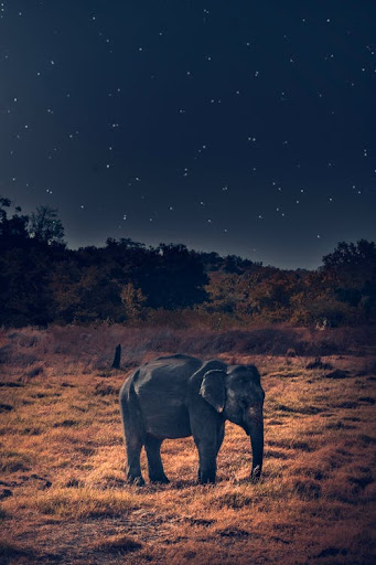 Elephant Wallpapers Screen 3