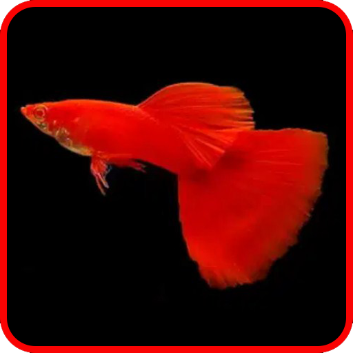 Panduan Budidaya Ikan Guppy