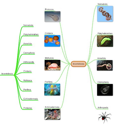 miMind - Easy Mind Mapping - Productivity - apps