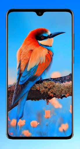 Android application Bird Wallpaper HD screenshort