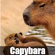 Capybara Wallpaper HD 4K Photo - Androidアプリ