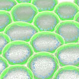 Mesophyll Cells 3D icon