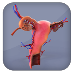 Cover Image of Unduh Female Reproductive System 3D  APK