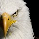 Eagle Wallpaper Download on Windows