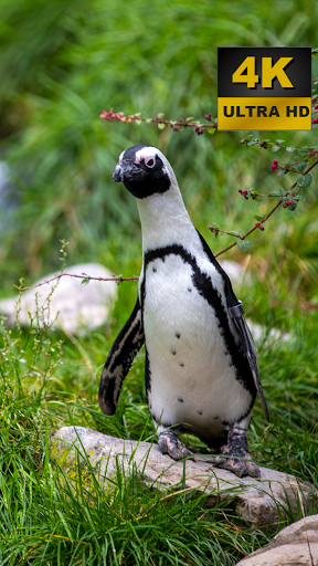 Penguin Wallpapers - 4K and UHD