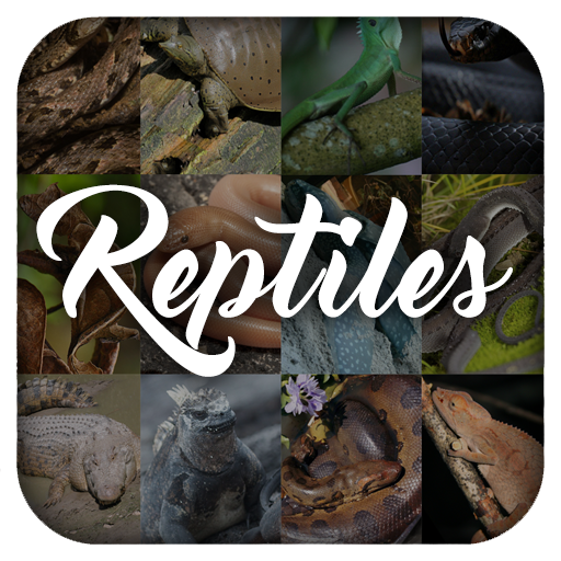 Reptile Animal Encyclopedia 1.2 Icon