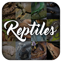 Reptile Animal Encyclopedia