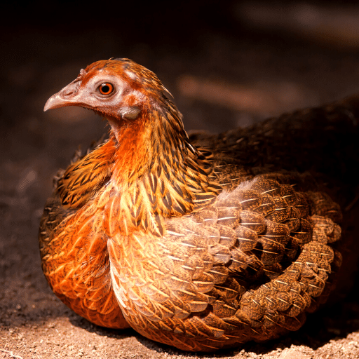 Red Junglefowl Sounds logo