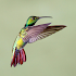 Hummingbird Sounds