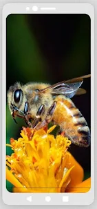 꿀벌 벨소리