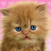 Baby Cat, Cute Live Wallpaper 2.0.1 Icon