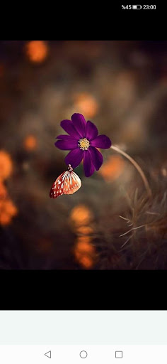 Daisy Flower Galleries