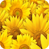 Sunflower Wallpaper icon