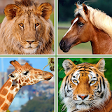 Animals for Kids - Flashcards, Puzzles & Sounds icon